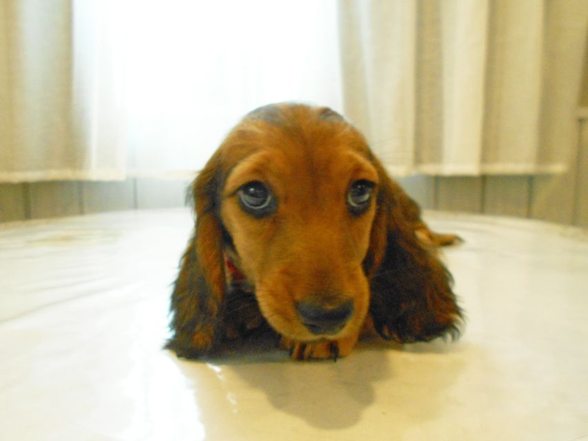 ミニチュアダックスフンド ルチア & ジムの子犬 レッド 女の子DSCN5895 ミニチュアダックスフンド ルチア & ジムの子犬 レッド 女の子