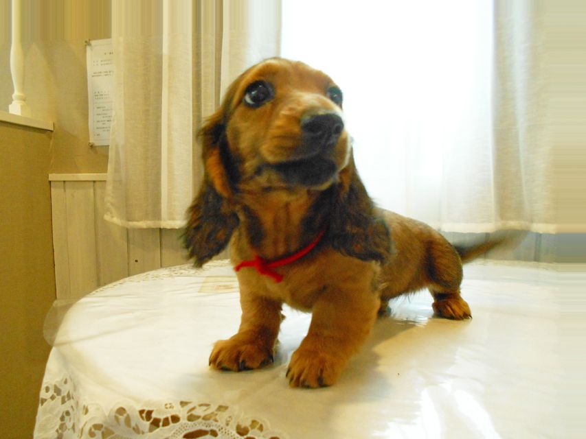 ミニチュアダックスフンド ルチア & ジムの子犬 レッド 女の子DSCN5899 ミニチュアダックスフンド ルチア & ジムの子犬 レッド 女の子