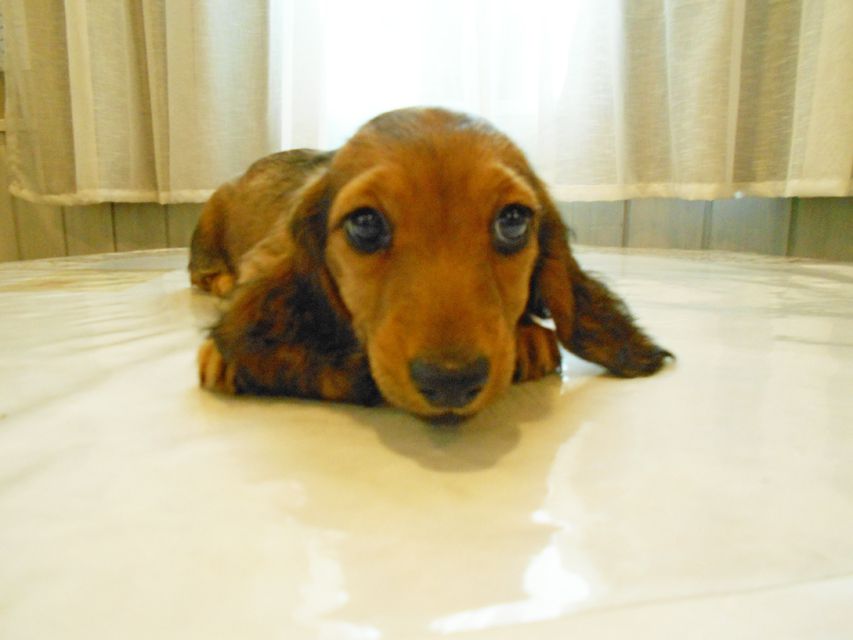 ミニチュアダックスフンド ルチア & ジムの子犬 レッド 女の子DSCN5901 ミニチュアダックスフンド ルチア & ジムの子犬 レッド 女の子