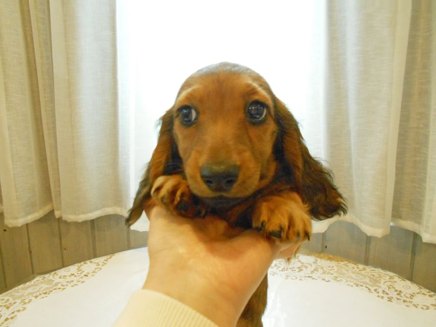 ミニチュアダックスフンド ルチア & ジムの子犬 レッド 女の子DSCN5904 ミニチュアダックスフンド ルチア & ジムの子犬 レッド 女の子