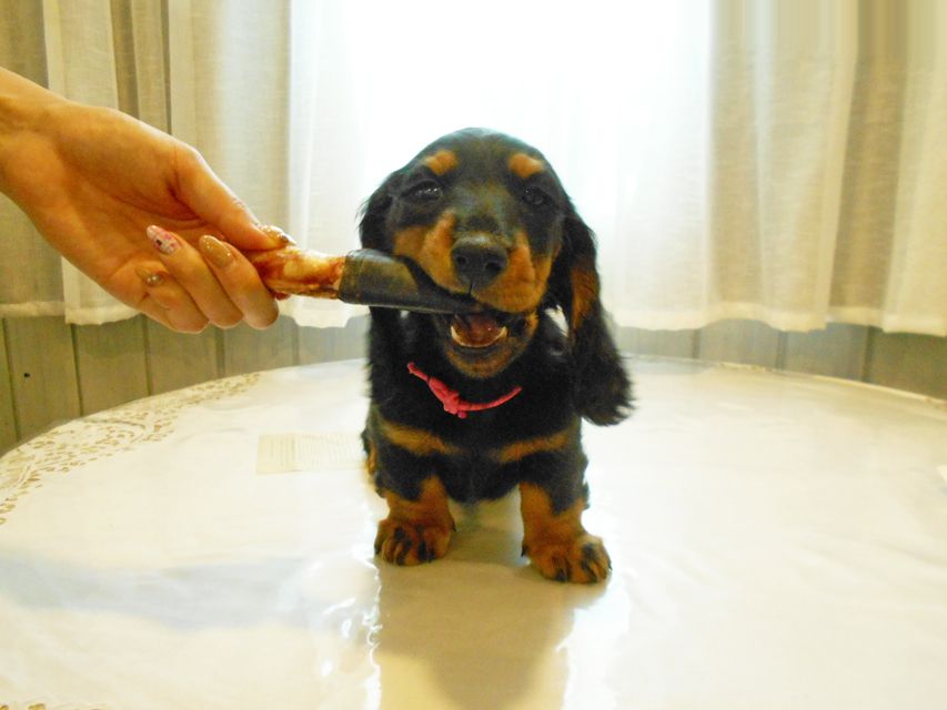 ミニチュアダックスフンド ルチア & ジムの子犬 ブラックタン 女の子DSCN5910 ミニチュアダックスフンド ルチア & ジムの子犬 ブラックタン 女の子