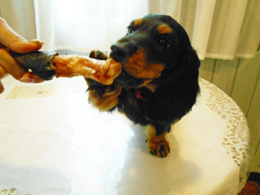 ミニチュアダックスフンド ルチア & ジムの子犬 ブラックタン 女の子DSCN5915 ミニチュアダックスフンド ルチア & ジムの子犬 ブラックタン 女の子