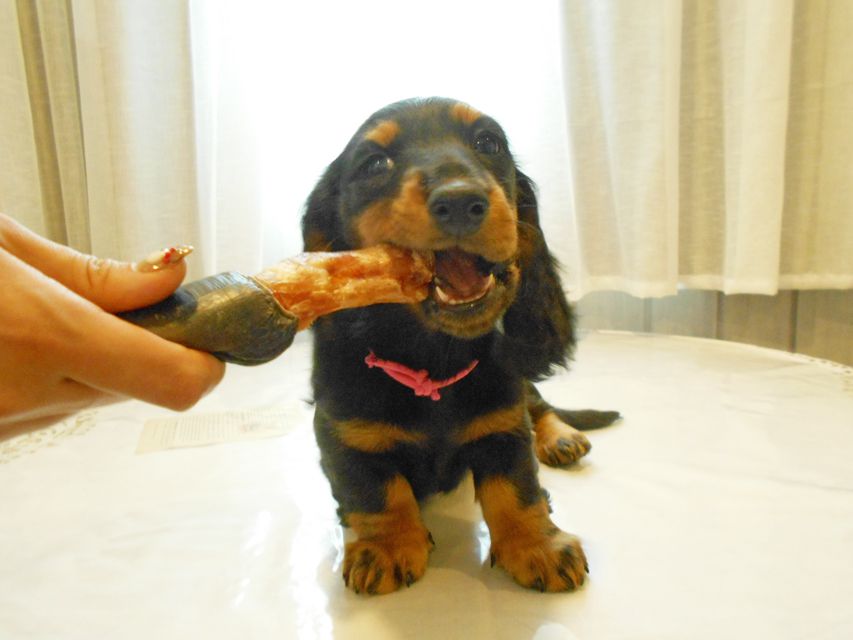 ミニチュアダックスフンド ルチア & ジムの子犬 ブラックタン 女の子DSCN5922 ミニチュアダックスフンド ルチア & ジムの子犬 ブラックタン 女の子