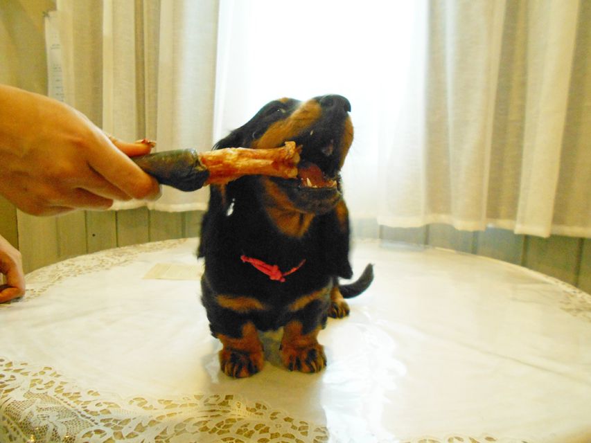 ミニチュアダックスフンド ルチア & ジムの子犬 ブラックタン 女の子DSCN5929 ミニチュアダックスフンド ルチア & ジムの子犬 ブラックタン 女の子