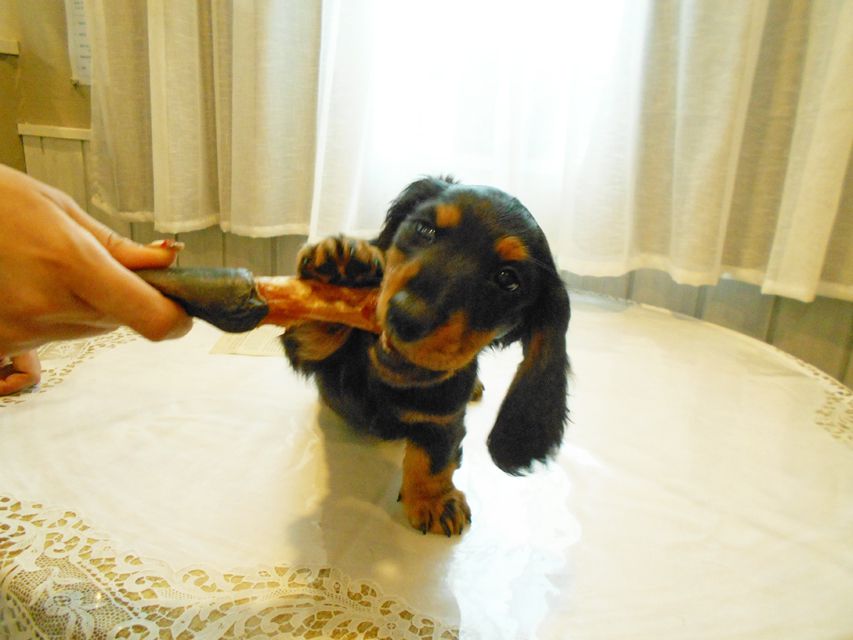 ミニチュアダックスフンド ルチア & ジムの子犬 ブラックタン 女の子DSCN5930 ミニチュアダックスフンド ルチア & ジムの子犬 ブラックタン 女の子