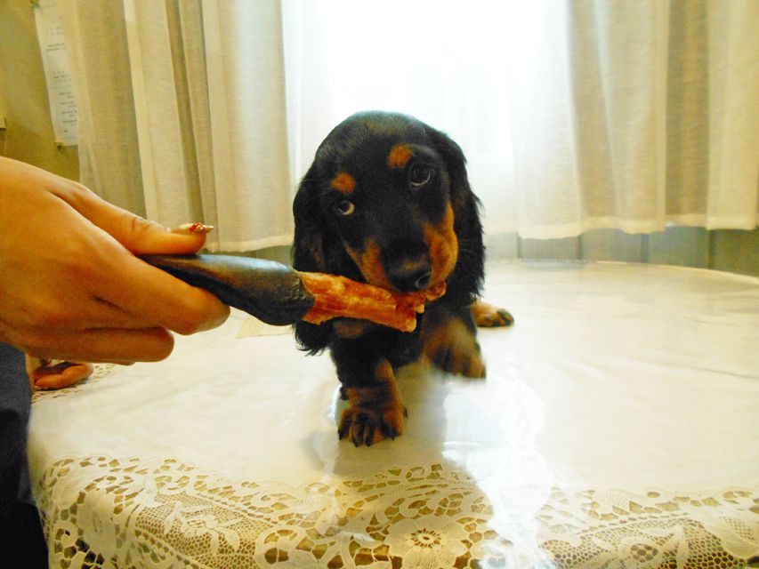 ミニチュアダックスフンド ルチア & ジムの子犬 ブラックタン 女の子DSCN5931 ミニチュアダックスフンド ルチア & ジムの子犬 ブラックタン 女の子