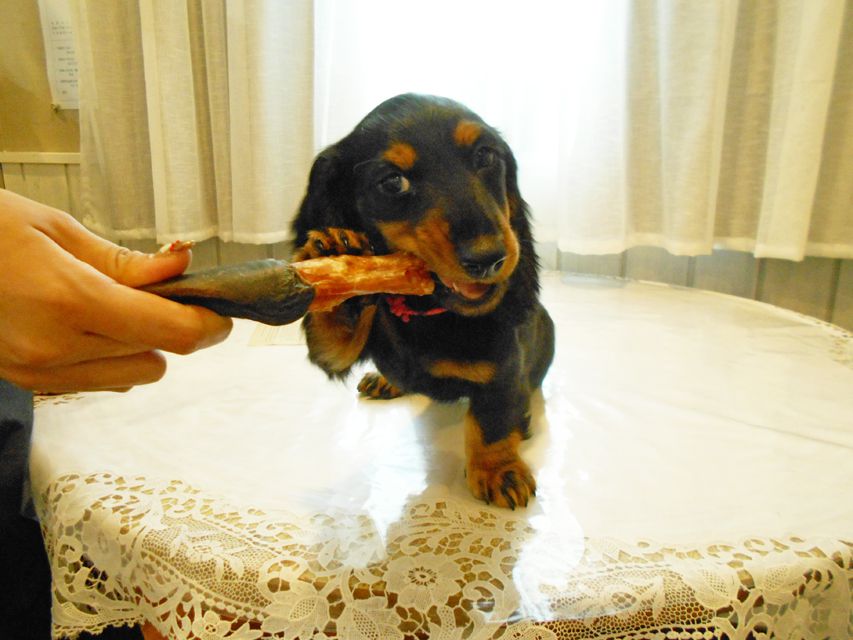 ミニチュアダックスフンド ルチア & ジムの子犬 ブラックタン 女の子DSCN5932 ミニチュアダックスフンド ルチア & ジムの子犬 ブラックタン 女の子