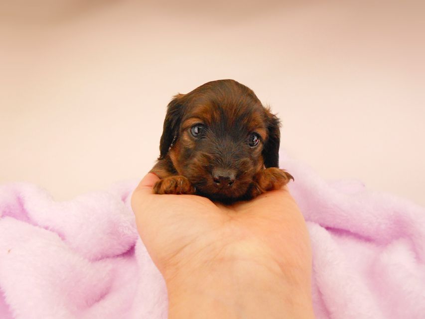 カニンヘンダックスフンド オーロラ & 竹千代の子犬 レッド 女の子（3）