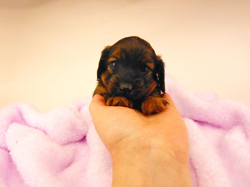 カニンヘンダックスフンド オーロラ & 竹千代の子犬 レッド 女の子（3）