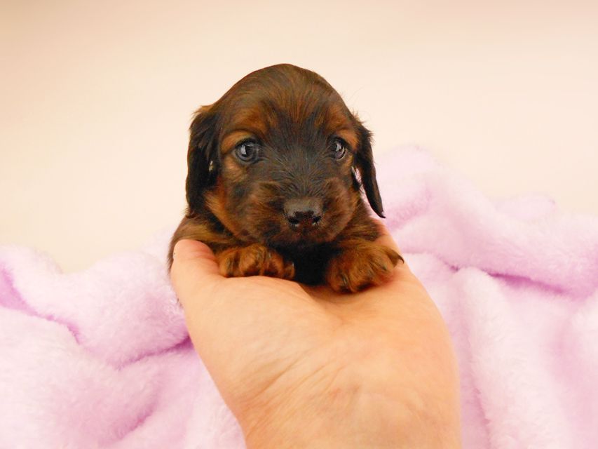 カニンヘンダックスフンド オーロラ & 竹千代の子犬 レッド 女の子（3）