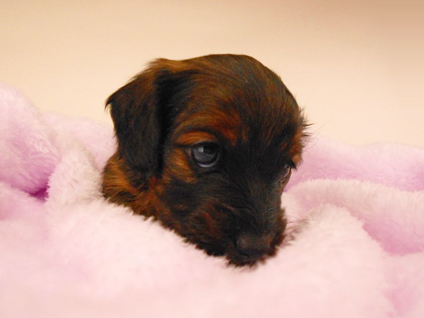 カニンヘンダックスフンド オーロラ & 竹千代の子犬 レッド 女の子（3）