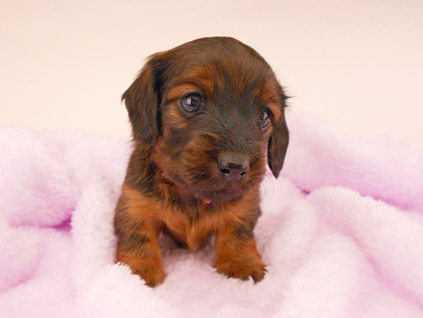 カニンヘンダックスフンド オーロラ & 竹千代の子犬 レッド 女の子（3）