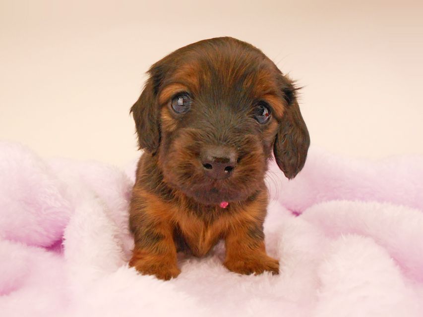 カニンヘンダックスフンド オーロラ & 竹千代の子犬 レッド 女の子（3）