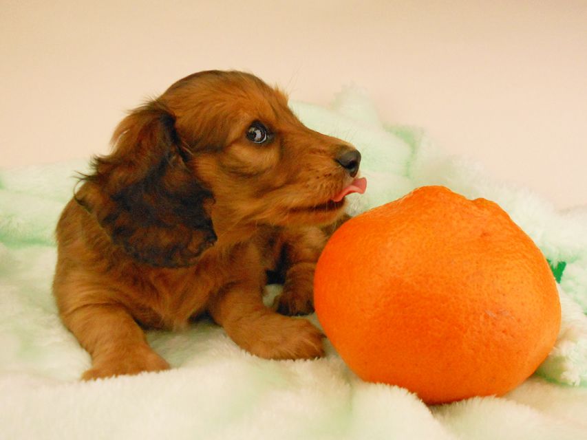 カニンヘンダックスフンド キュリ & 竹千代の子犬 レッド 女の子