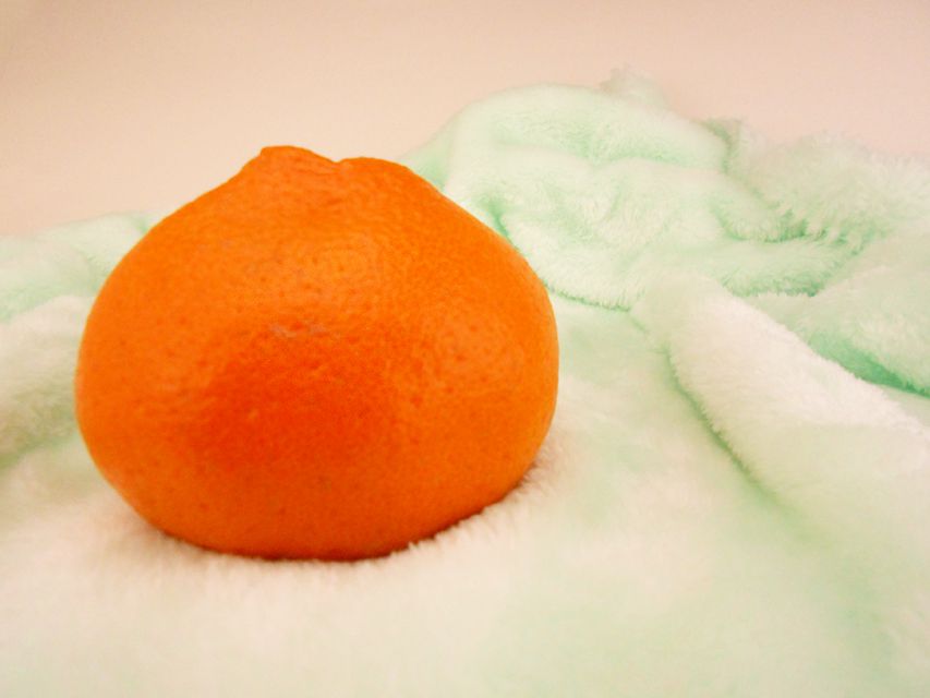 カニンヘンダックスフンド キュリ & 竹千代の子犬 レッド 女の子