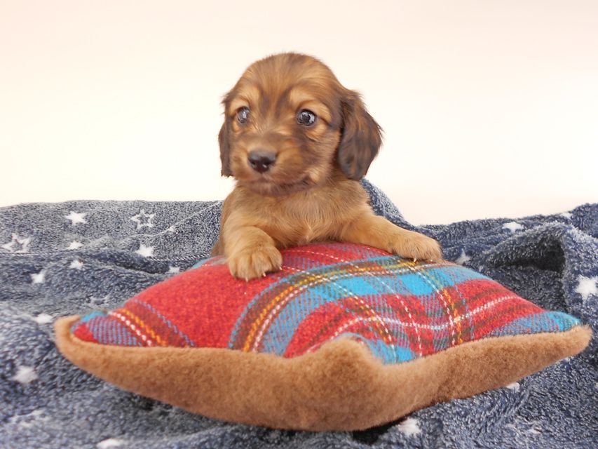 カニンヘンダックスフンド わかば & 竹千代の子犬 レッド 男の子（2）