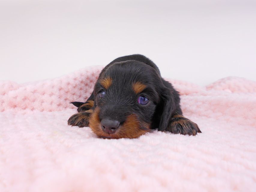 カニンヘンダックスフンド クム & ブルースの子犬 ブラックタン 男の子 お写真初登場DSCN6105 カニンヘンダックスフンド クム & ブルースの子犬 ブラックタン 男の子 お写真初登場