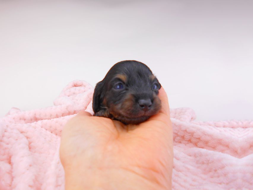 カニンヘンダックスフンド クム & ブルースの子犬 ブラックタン 男の子 お写真初登場DSCN6116 カニンヘンダックスフンド クム & ブルースの子犬 ブラックタン 男の子 お写真初登場
