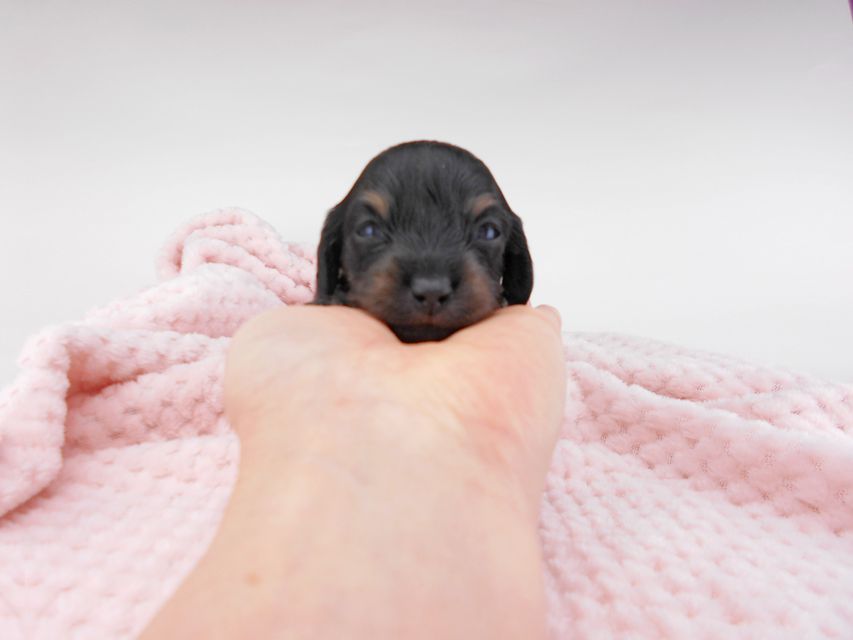 カニンヘンダックスフンド クム & ブルースの子犬 ブラックイエロー（ブラッククリーム） 男の子 お写真初登場