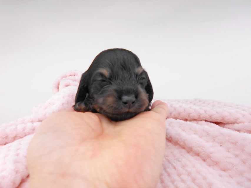 カニンヘンダックスフンド クム & ブルースの子犬 ブラックイエロー（ブラッククリーム） 男の子 お写真初登場