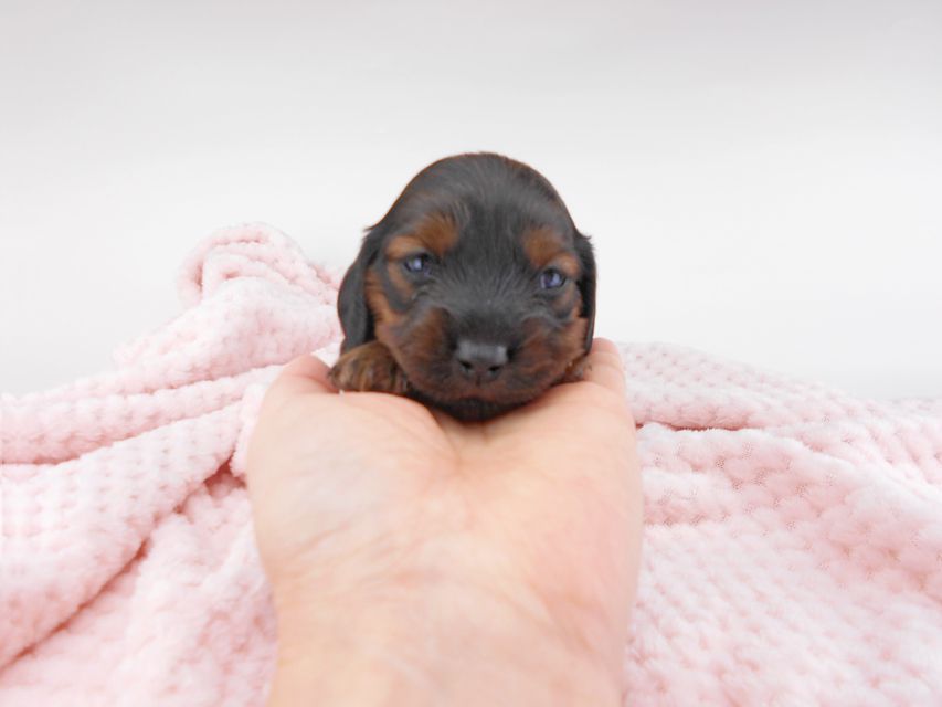 カニンヘンダックスフンド クム & ブルースの子犬 レッド 女の子 お写真初登場DSCN6162 カニンヘンダックスフンド クム & ブルースの子犬 レッド 女の子 お写真初登場