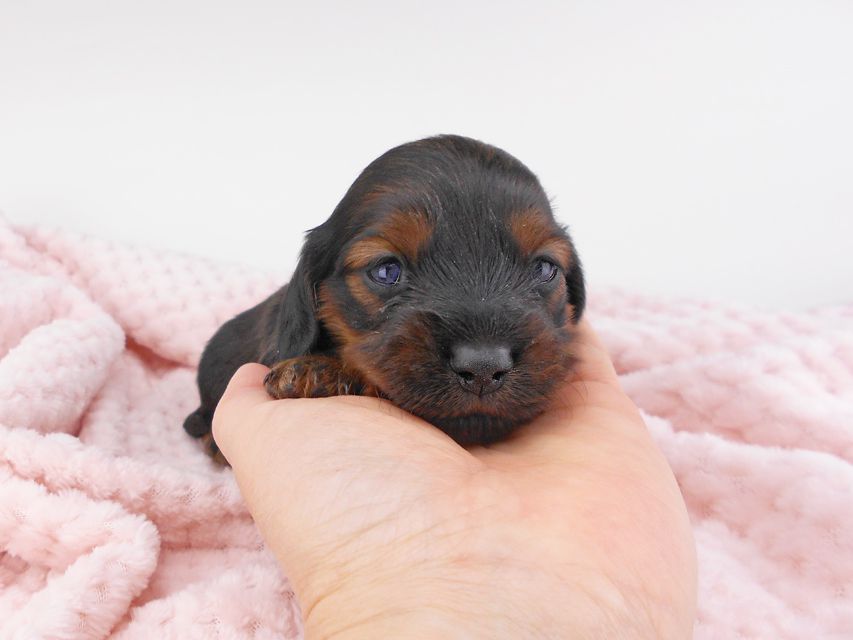 カニンヘンダックスフンド クム & ブルースの子犬 レッド 女の子 お写真初登場DSCN6165 カニンヘンダックスフンド クム & ブルースの子犬 レッド 女の子 お写真初登場