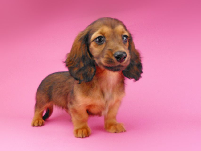 ミニチュアダックスフンド ララ & 竹千代の子犬 レッド 男の子（3）