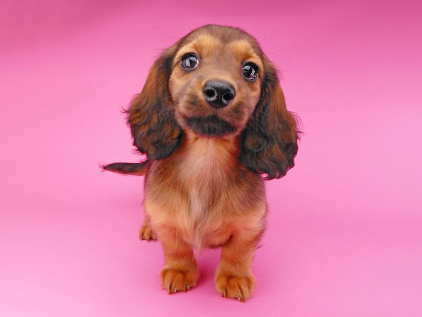 ミニチュアダックスフンド ララ & 竹千代の子犬 レッド 男の子（3）