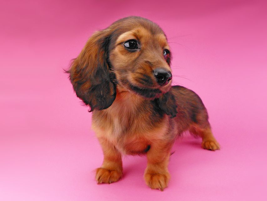 ミニチュアダックスフンド ララ & 竹千代の子犬 レッド 男の子（3）