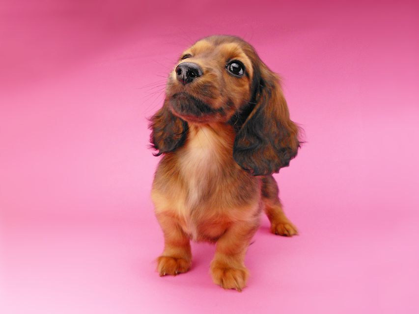 ミニチュアダックスフンド ララ & 竹千代の子犬 レッド 男の子（3）