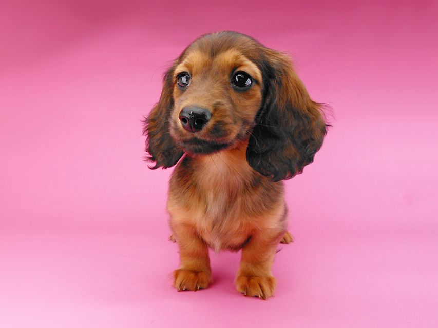 ミニチュアダックスフンド ララ & 竹千代の子犬 レッド 男の子（3）