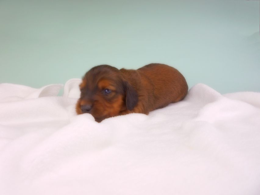 カニンヘンダックスフンド キャンディcs & 竹千代の子犬 レッド 男の子（2） お写真初登場