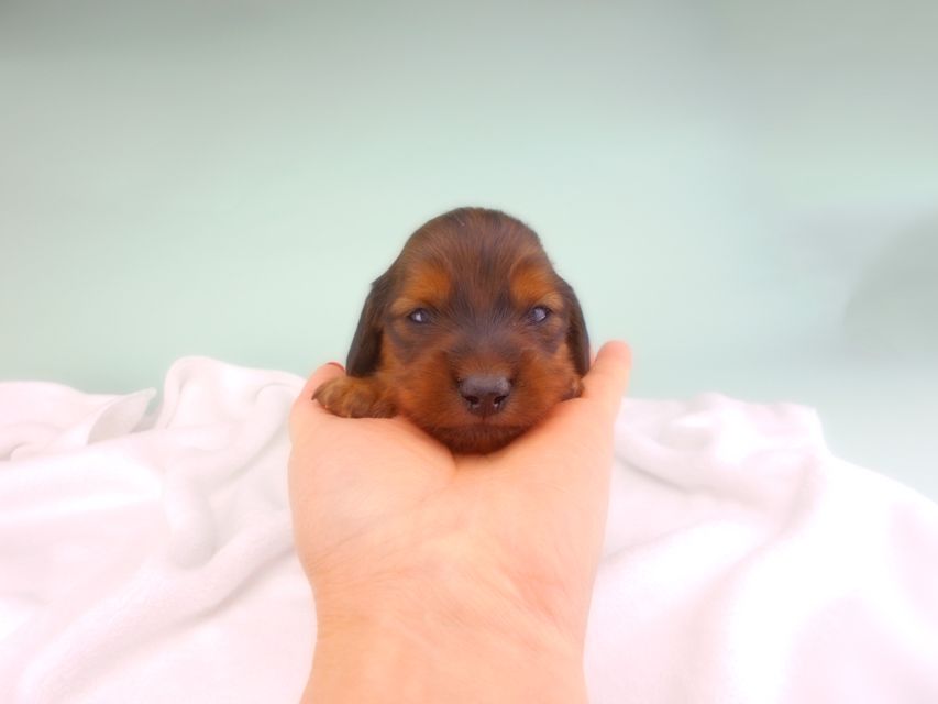 カニンヘンダックスフンド キャンディcs & 竹千代の子犬 レッド 男の子（2） お写真初登場