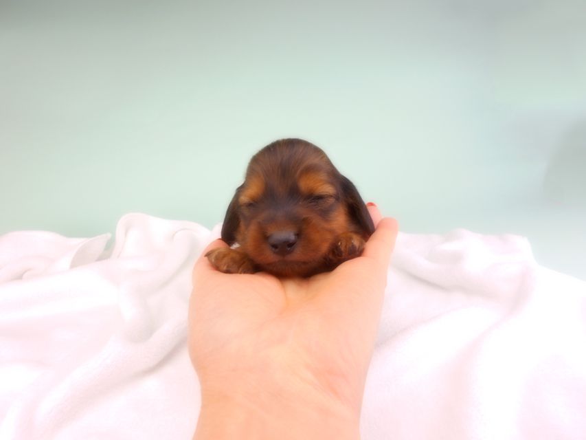 カニンヘンダックスフンド キャンディcs & 竹千代の子犬 レッド 男の子（2） お写真初登場