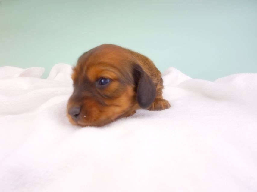 カニンヘンダックスフンド キャンディcs & 竹千代の子犬 レッド 女の子 お写真初登場