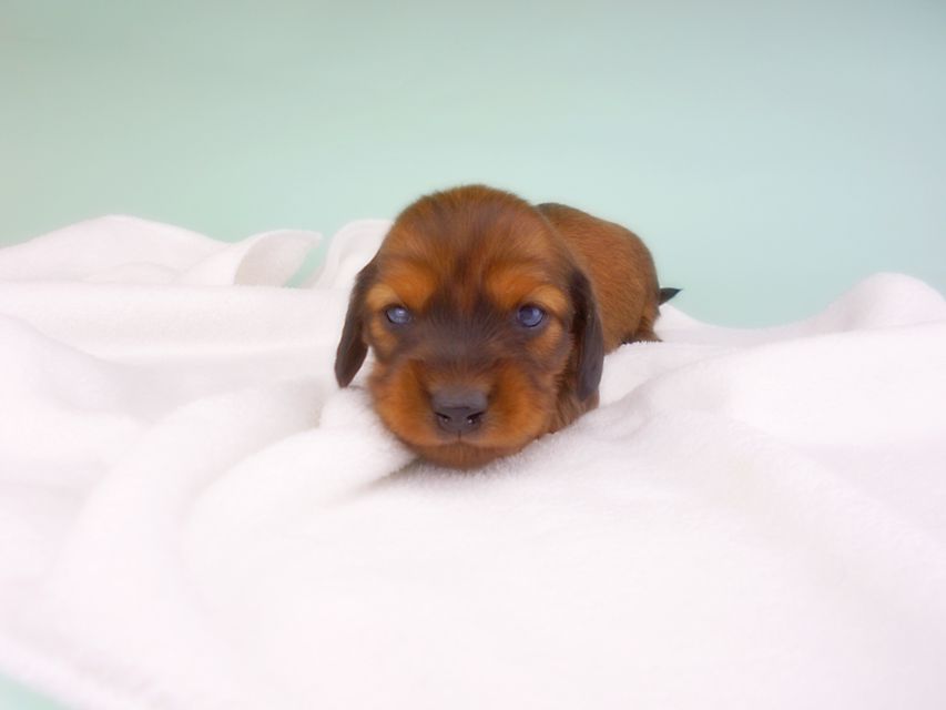 カニンヘンダックスフンド キャンディcs & 竹千代の子犬 レッド 女の子 お写真初登場