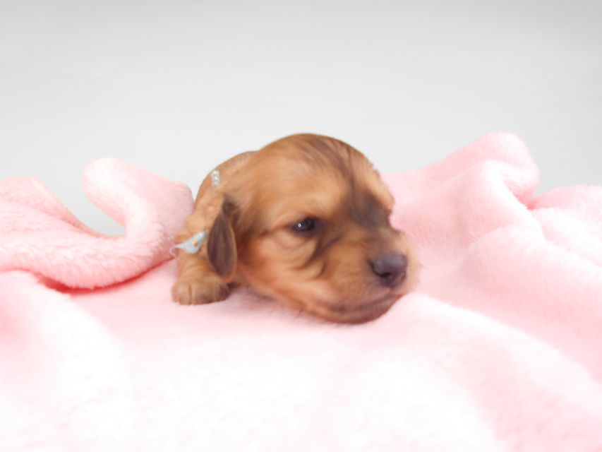 カニンヘンダックスフンド シエラcs & たけるの子犬 イエロー(クリーム) 男の子(2) お写真初登場DSCN6314 カニンヘンダックスフンド シエラcs & たけるの子犬 イエロー(クリーム) 男の子(2) お写真初登場