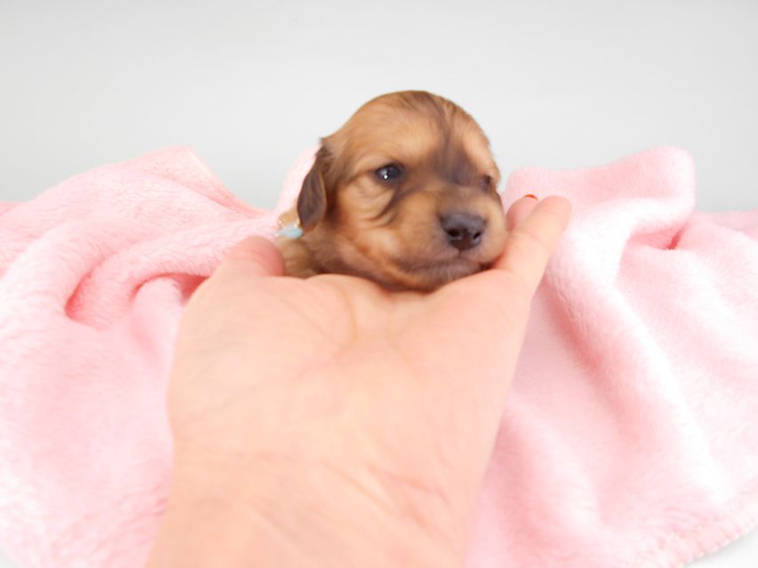 カニンヘンダックスフンド シエラcs & たけるの子犬 イエロー(クリーム) 男の子(2) お写真初登場DSCN6318 カニンヘンダックスフンド シエラcs & たけるの子犬 イエロー(クリーム) 男の子(2) お写真初登場DSCN6318