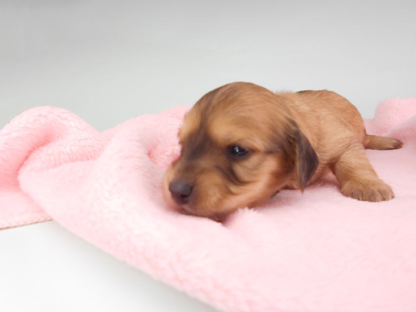 カニンヘンダックスフンド シエラcs & たけるの子犬 イエロー(クリーム) 男の子(2) お写真初登場DSCN6319 カニンヘンダックスフンド シエラcs & たけるの子犬 イエロー(クリーム) 男の子(2) お写真初登場