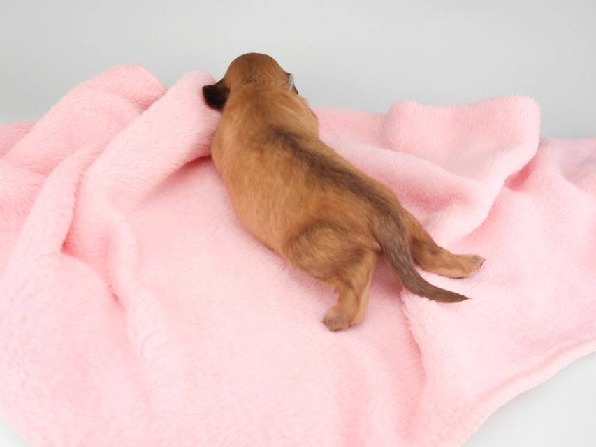 カニンヘンダックスフンド シエラcs & たけるの子犬 イエロー(クリーム) 男の子(2) お写真初登場DSCN6320 カニンヘンダックスフンド シエラcs & たけるの子犬 イエロー(クリーム) 男の子(2) お写真初登場