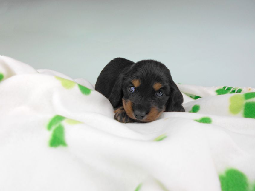 カニンヘンダックスフンド クム & ブルースの子犬 ブラックタン 男の子