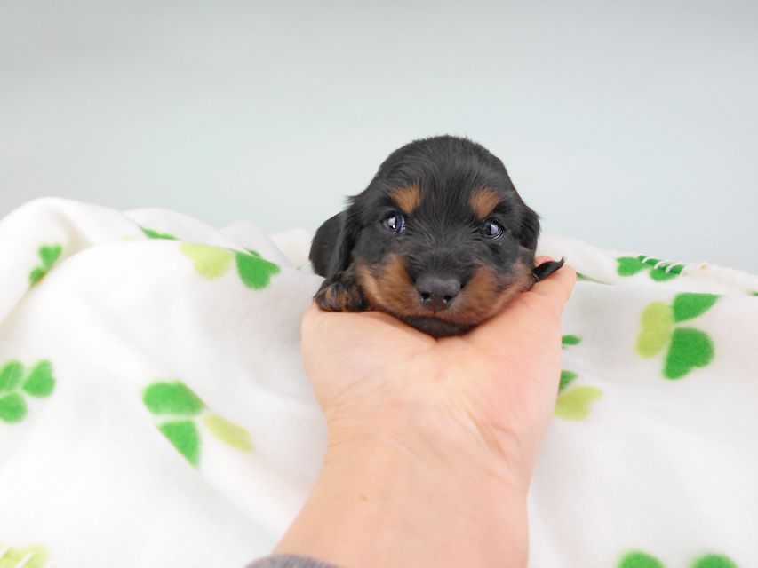 カニンヘンダックスフンド クム & ブルースの子犬 ブラックタン 男の子