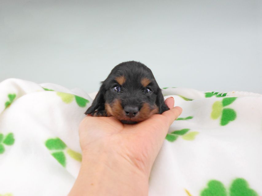 カニンヘンダックスフンド クム & ブルースの子犬 ブラックタン 男の子