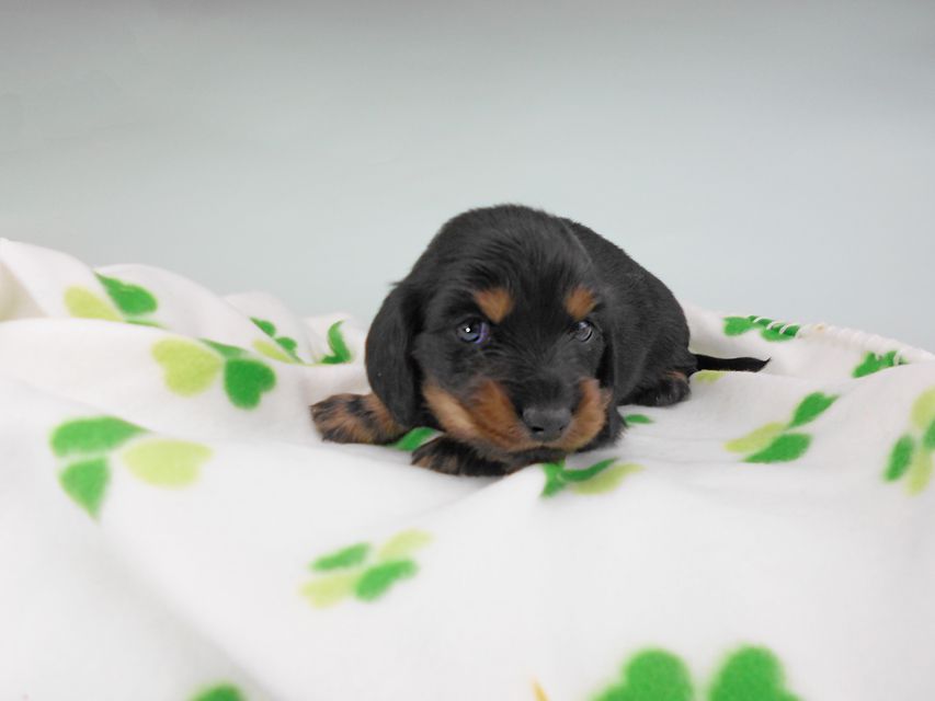 カニンヘンダックスフンド クム & ブルースの子犬 ブラックタン 男の子