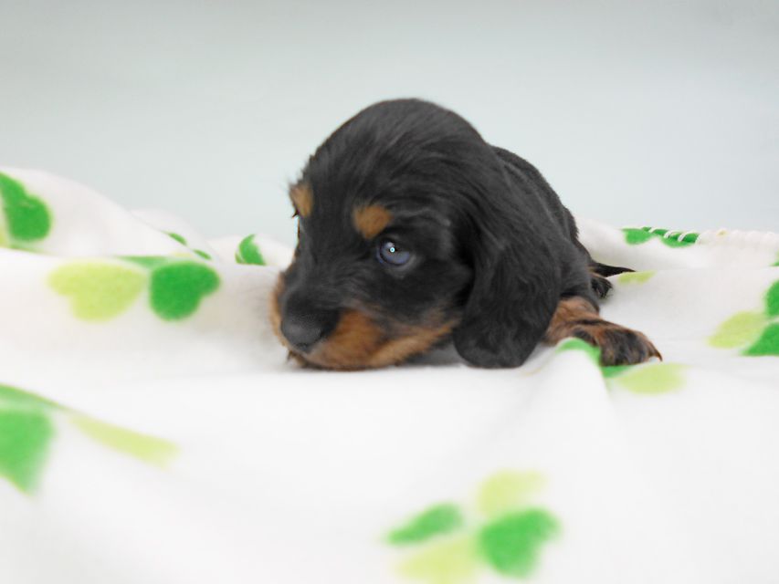 カニンヘンダックスフンド クム & ブルースの子犬 ブラックタン 男の子