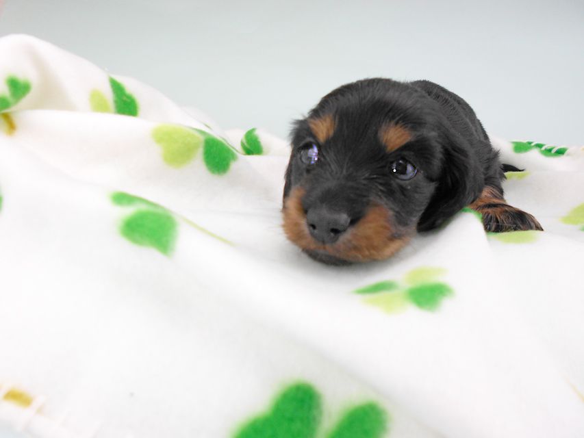 カニンヘンダックスフンド クム & ブルースの子犬 ブラックタン 男の子