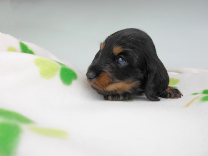 カニンヘンダックスフンド クム & ブルースの子犬 ブラックタン 男の子