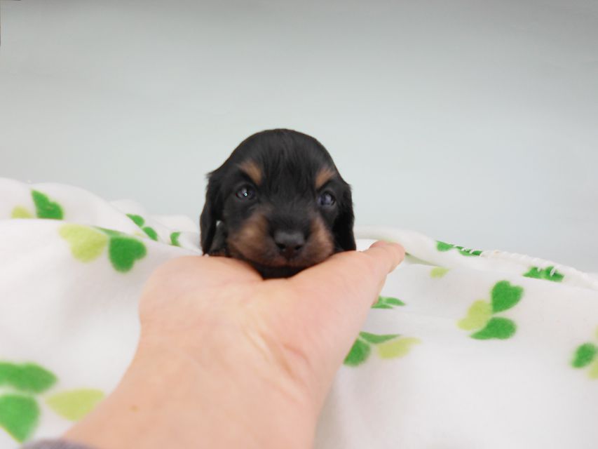 カニンヘンダックスフンド クム & ブルースの子犬 ブラックイエロー（ブラッククリーム） 男の子