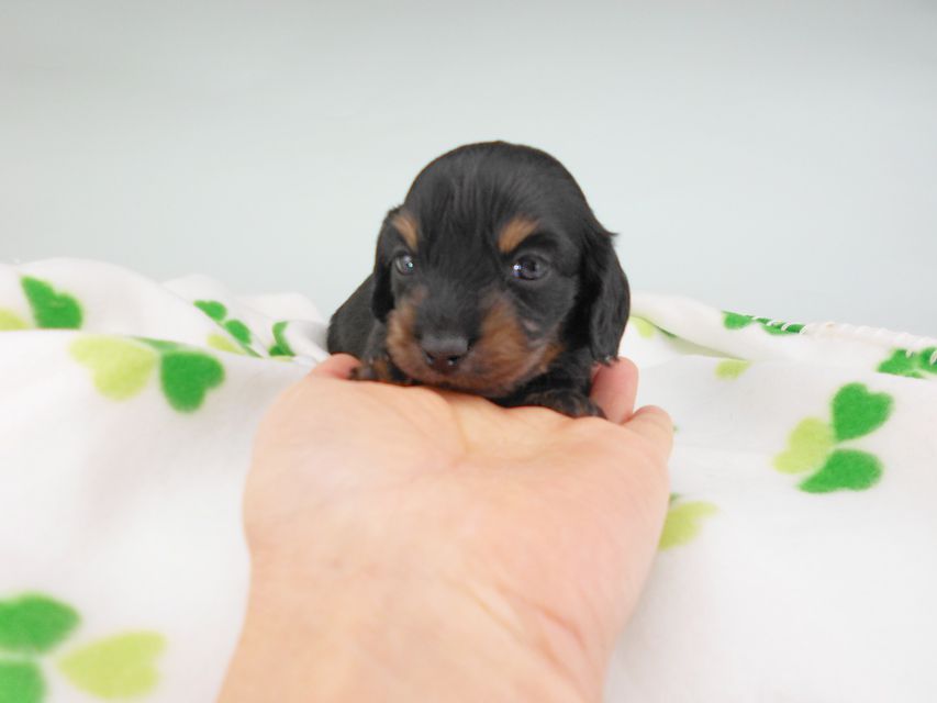 カニンヘンダックスフンド クム & ブルースの子犬 ブラックイエロー（ブラッククリーム） 男の子