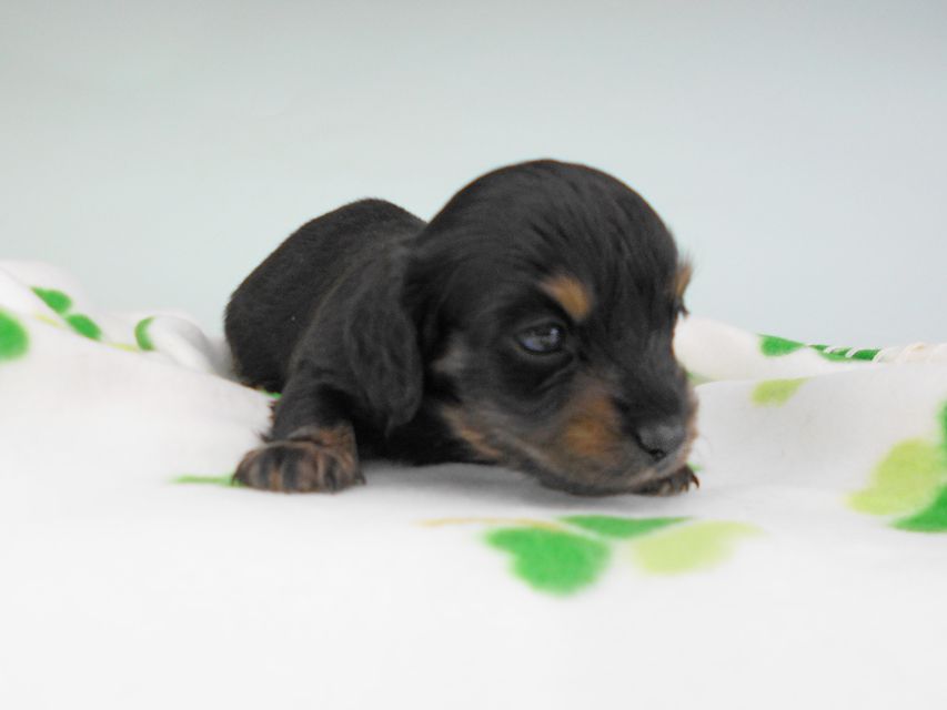 カニンヘンダックスフンド クム & ブルースの子犬 ブラックイエロー（ブラッククリーム） 男の子